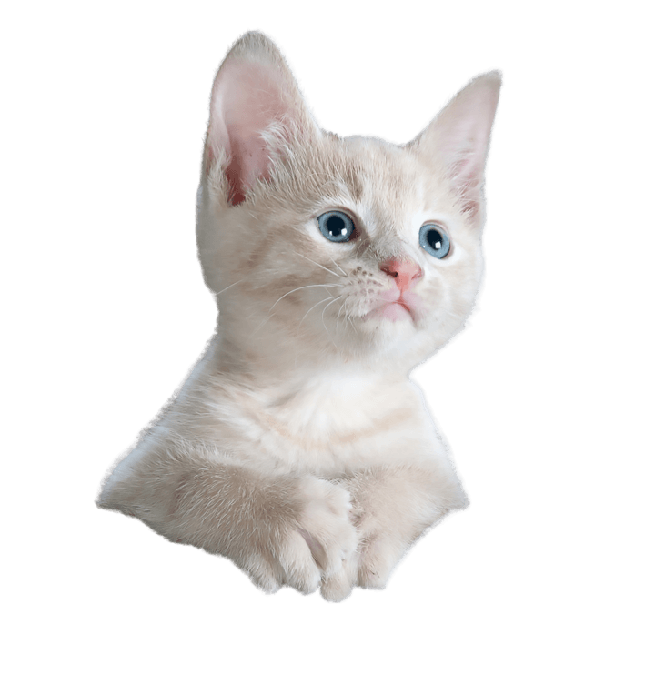 Cat — pet subject ready for any new background. — background removed
