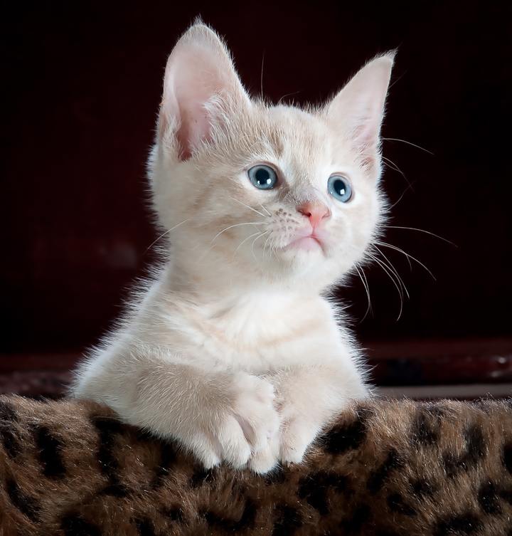 Cat — pet subject ready for any new background. — original photo