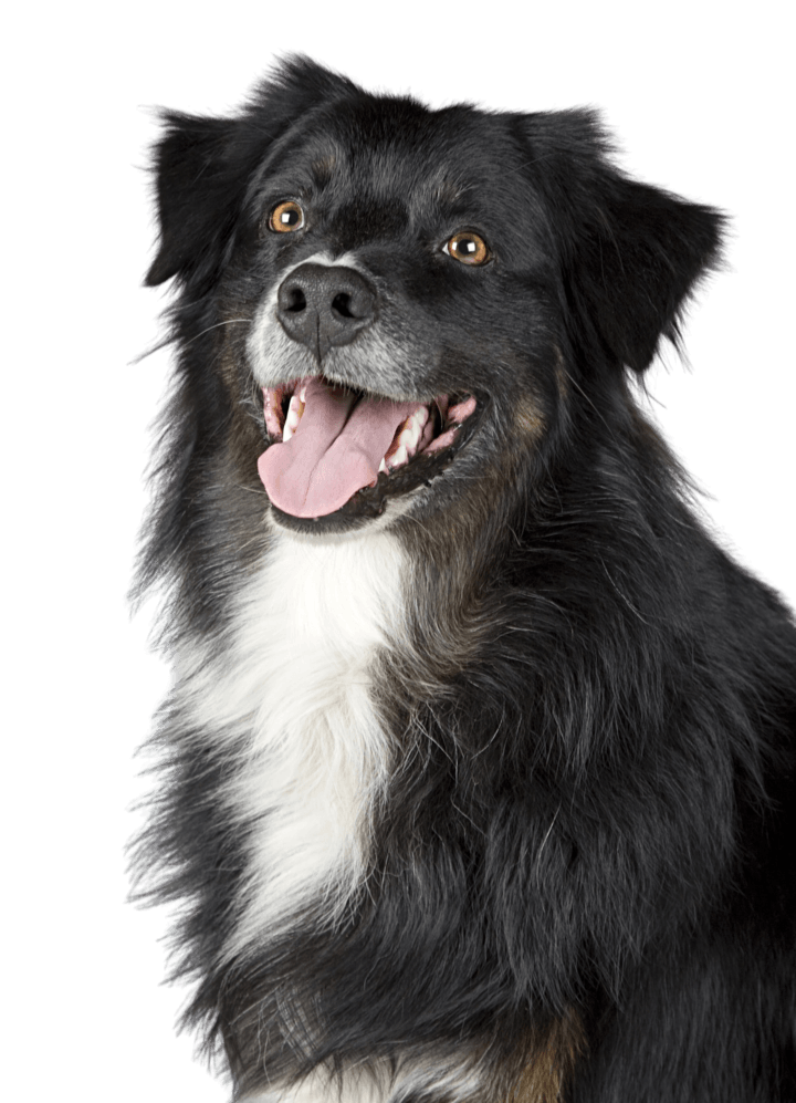 Dog — clean cutout for profiles and social posts. — background removed