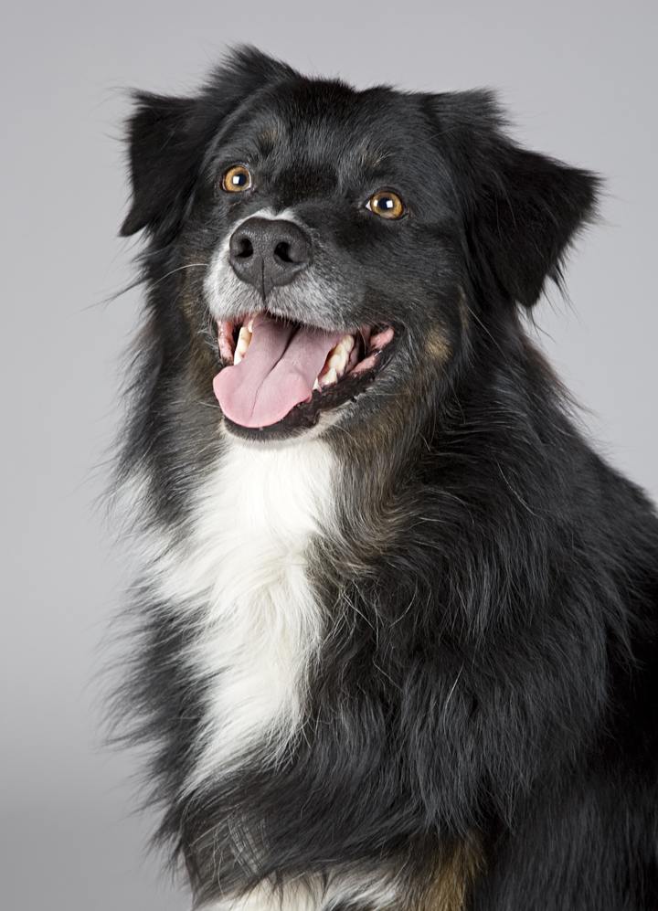 Dog — clean cutout for profiles and social posts. — original photo